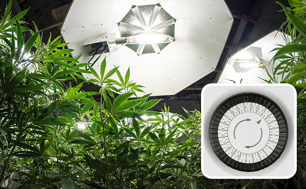 График освещения автоцветов График освещения автоцветущих сортов