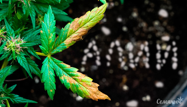 Нехватка калия у конопли