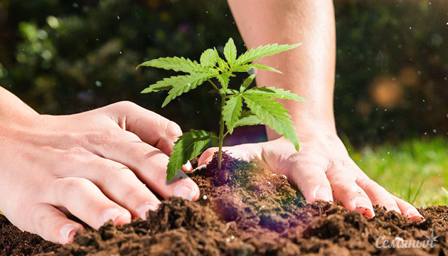 Высадка семян в открытый грунт