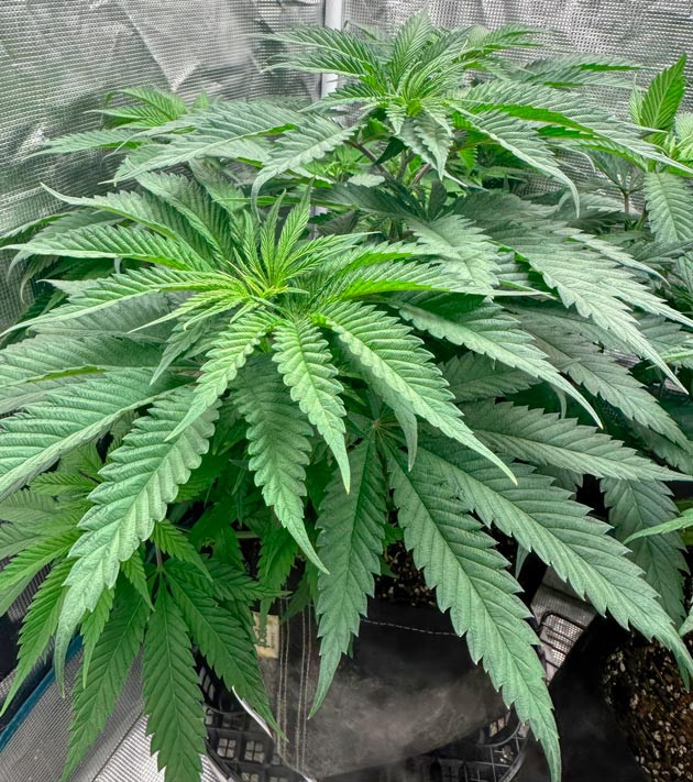 Shawty R1 ростом 76 см