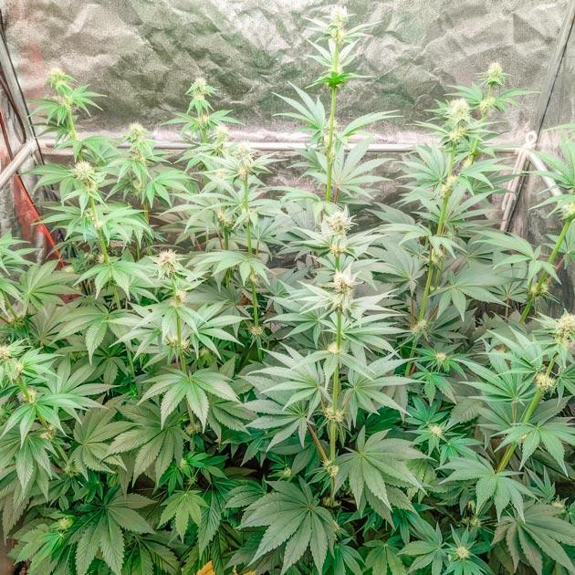 Каннабис ростом 118 см