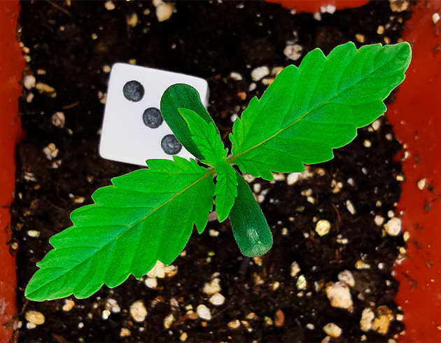 Проращивание семян Sour Diesel Auto: просто и эффективно Успешное проращивание: Sour Diesel Auto показала хвостики