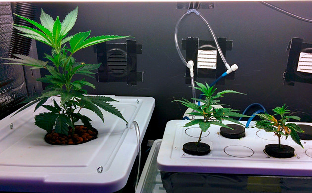 3 неделя выращивания 20 день от среза