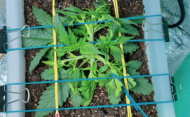 Появление новых листьев и утолщение стебля