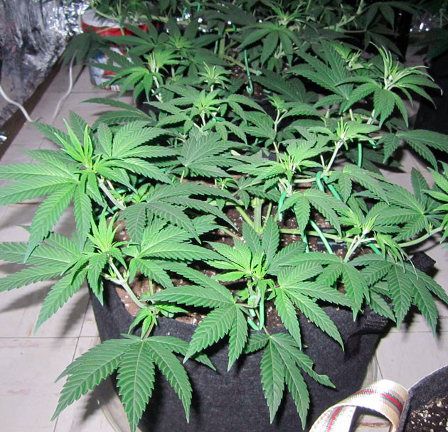 Активный рост сорта End Game R2