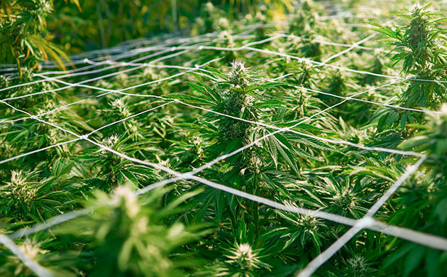 Влияние тренировок на развитие конопли Методы тренировки каннабиса для повышения урожайности