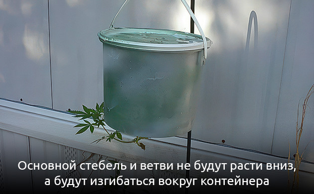 Система Topsy-Turvy для конопли