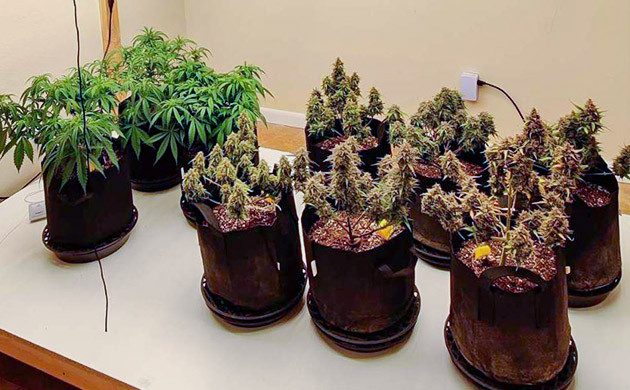 Подготовка к харвесту конопли Afghan Kush Ryder Auto