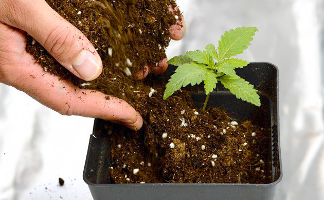 Высаживание конопли в хорошую почву