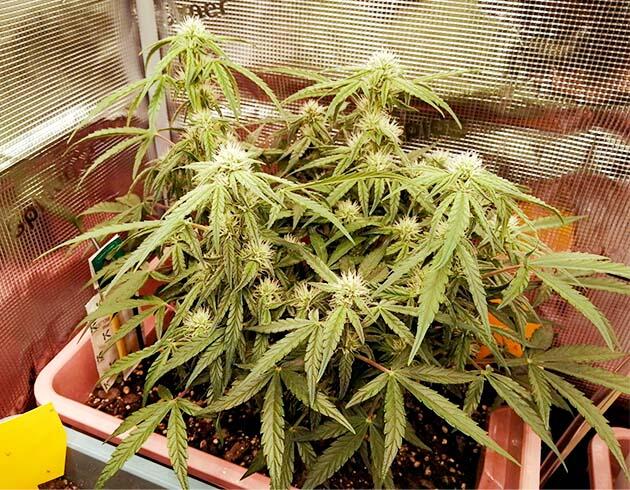 Рост конопли и проведение дефолиации Куст Godfather OG Auto на стадии цветения