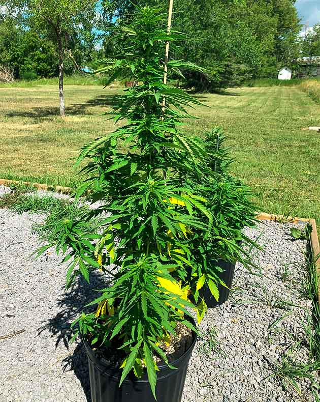 Куст конопли 66 см в аутдоре