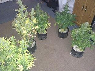 Кусты конопли Gorilla Auto в горшках