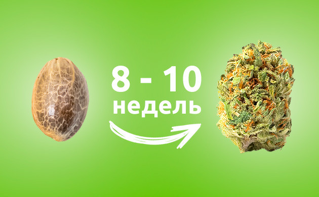 Когда созревает автоцвет? Срок созревания автоцветов