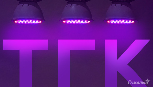 Освещение и деградация ТГК в соцветиях каннабиса Влияние освещения на качество соцветий конопли