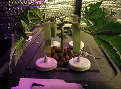 Развитие марихуаны сорта Fruit Punch fem на 37 день роста