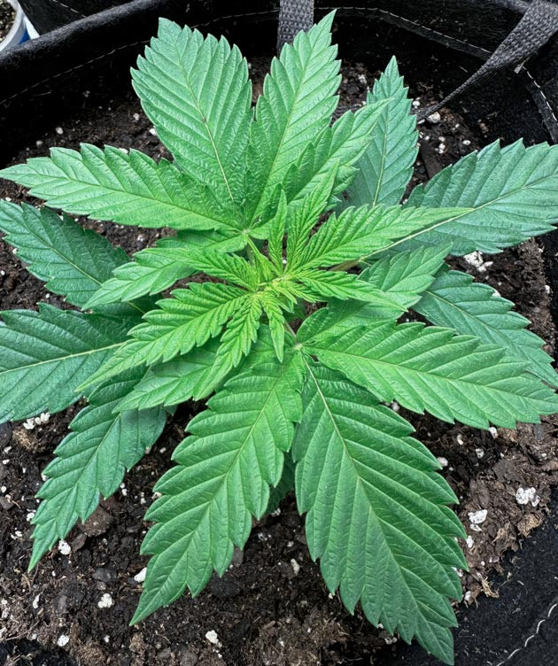 Формирование листьев конопли