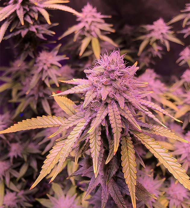 Цветение длится дольше 60 дней Blueberry Muffin: начало промывки