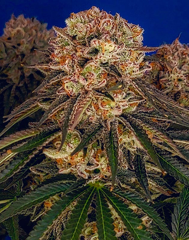 Созревание трихом у DDoS #33