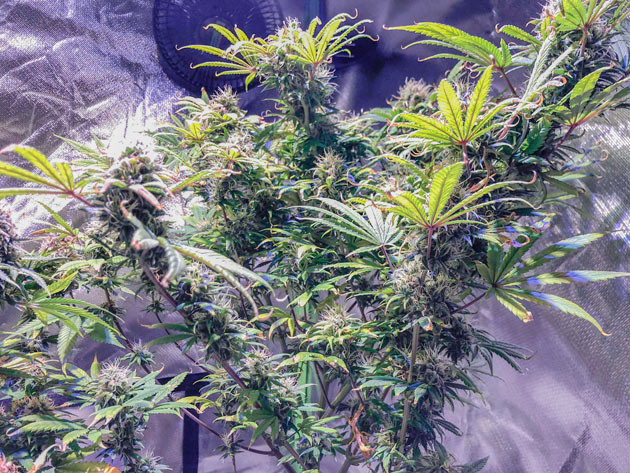 Подготовка конопли к харвесту Промывка марихуаны