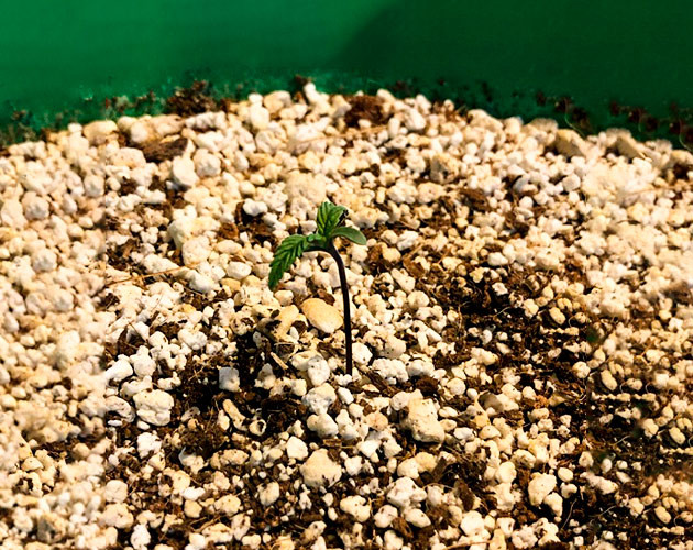 Росток Original Blueberry Auto