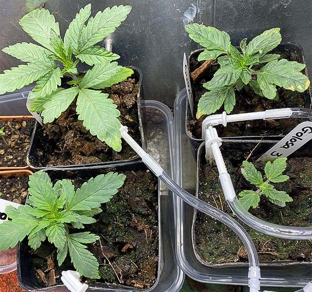 Чувствительность к удобрениям Golosa от Delicious Seeds Гроурепорт сорта конопли Golosa