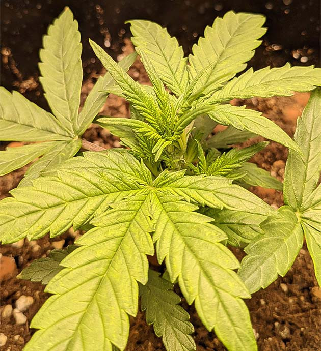 Кусты на 4 неделе выращивания