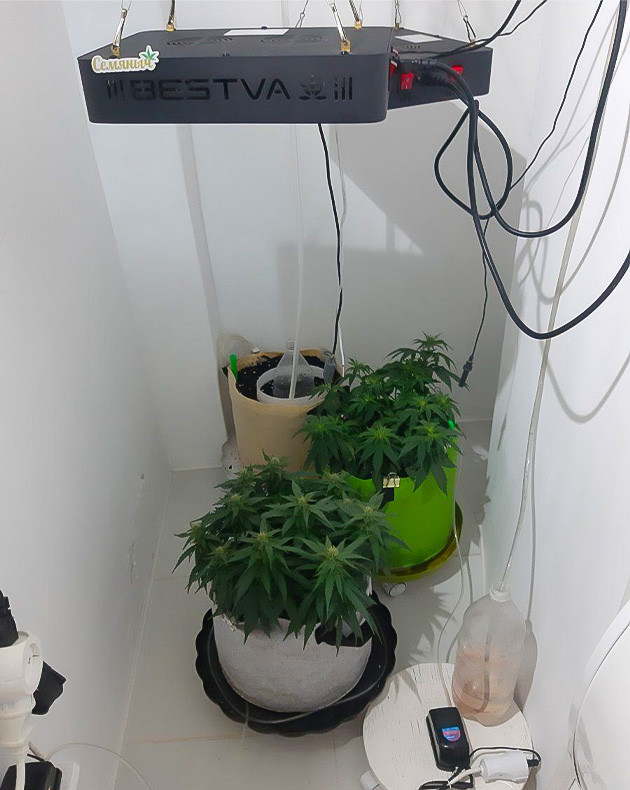 Процесс посадки Critical Orange Punch Auto Проращивание Critical Orange Punch Auto: шаг за шагом