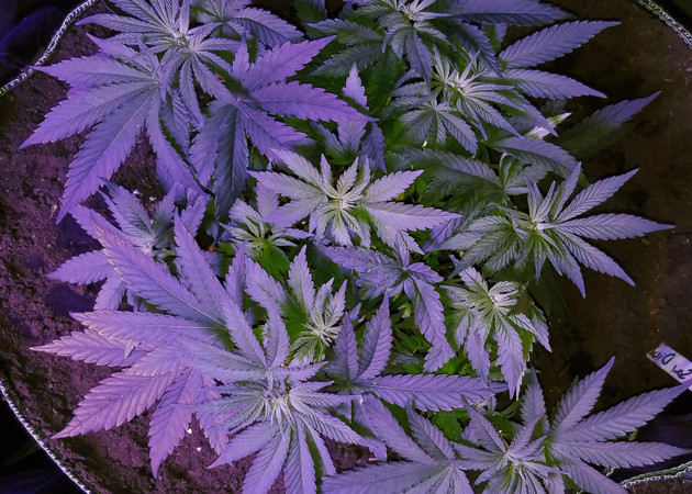 Использование LED 3000k от Timber Grow на 6 неделе выращивания