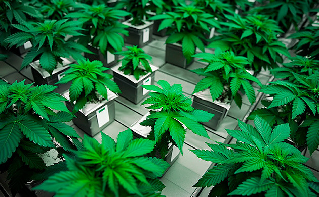 Создание новых гибридов Эволюция через гибридизацию