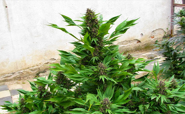 Куст каннабиса с мутировавшей формой листьев