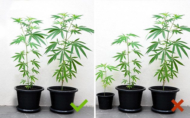 Фактор структуры генетик при совместном культивировании