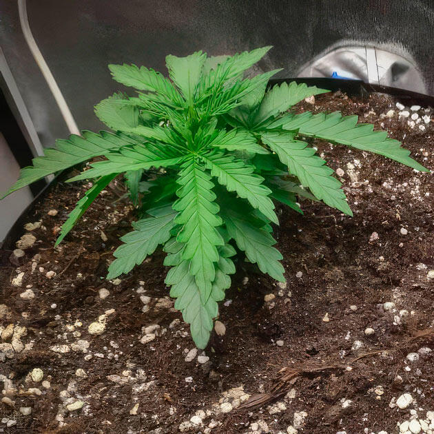 Развитие марихуаны Растишка Super Silver Haze от Green House Seeds на 2 неделе