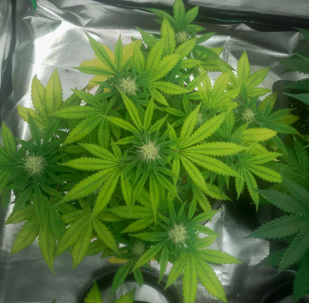 Появление сладкого запаха у марихуаны Конопля бледно-зеленого цвета на 8 неделе