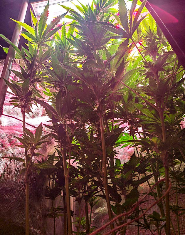 Цветение куста Sensi Star