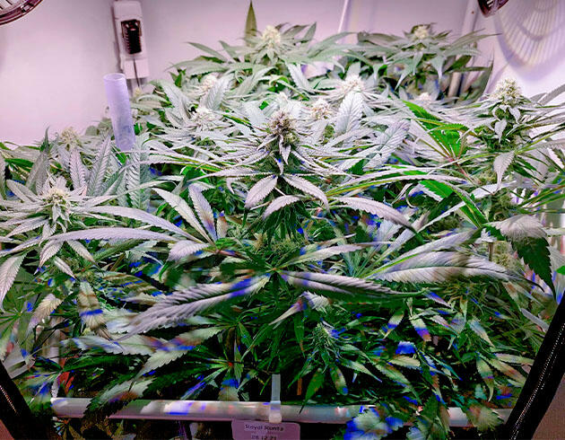 Конопля Royal Runtz в фазе активного цветения с яркими бутонами и густой листвой