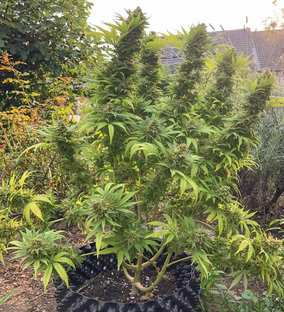 Шишки Atomical Haze набухают Итоги 23 недель выращивания Atomical Haze