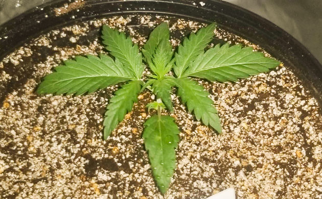 Появление третьего этажа листьев конопли