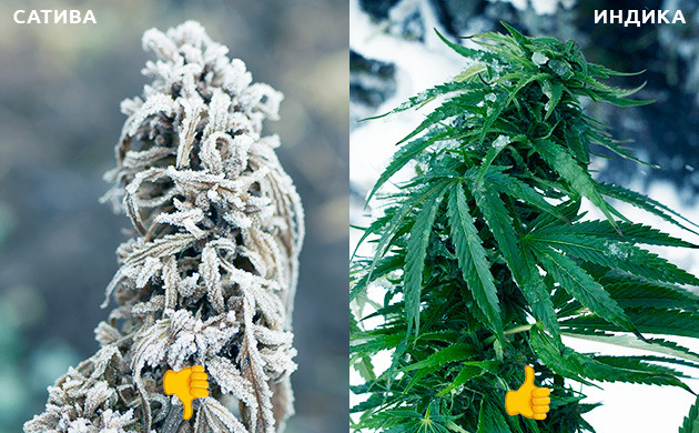 Выбор сорта для холодного климата Сатива и индика