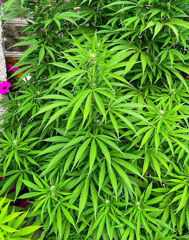 Цветение куста Bruce Banner #3