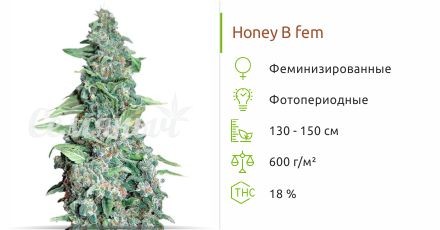 Honey B fem (Barney's Farm)