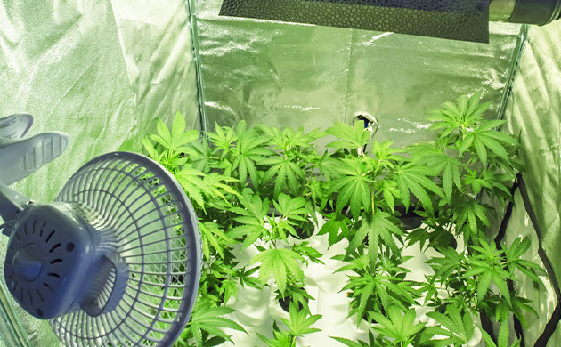 Обдув растений вентилятором