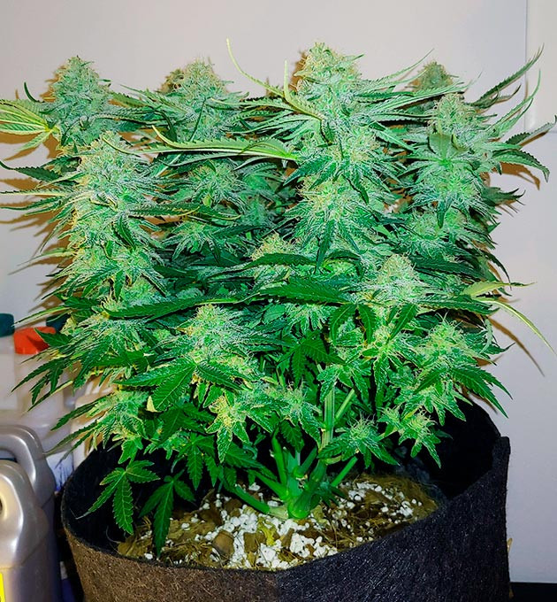 Одиннадцатая неделя роста Ветви покрытые соцветиями