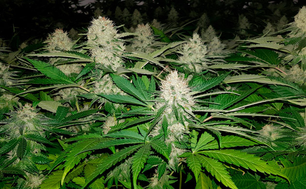 Крупные соцветия