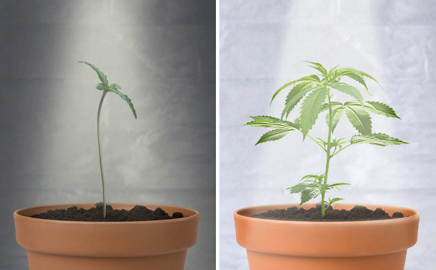 Тонкий стебель от тусклого света