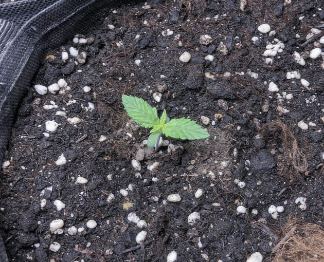 Первые дни роста Pink Rozay Auto Уход за ростками автоцветов Pink Rozay Auto