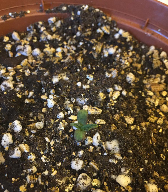 Росток Jack Herer