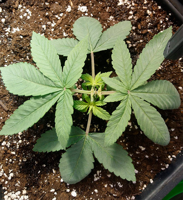 Обрезка верхушки куста