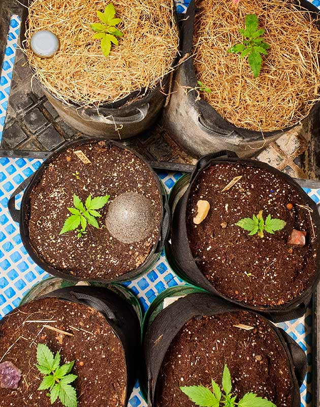 Ростки развивающиеся по разному