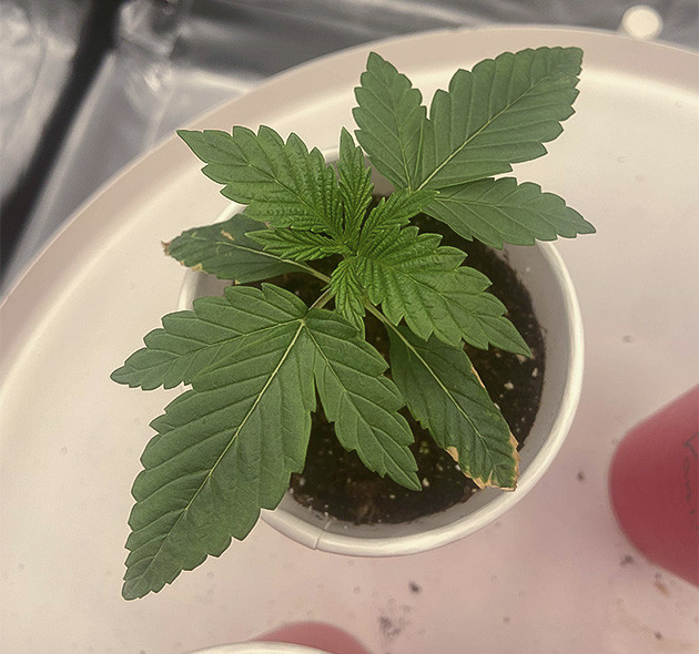 Подготовка к обрезке Vanilla Frosting