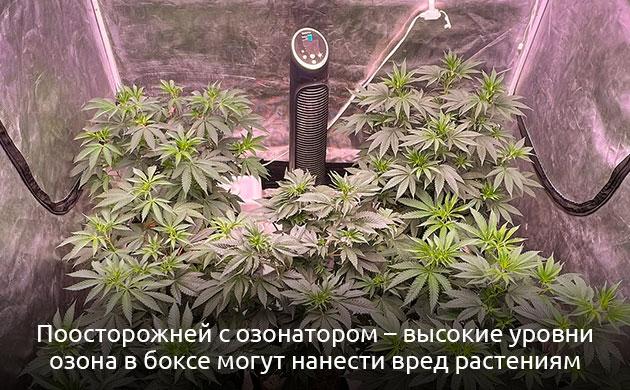 Ионизаторы и озонаторы в гроубоксе: польза и риски